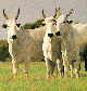 Menstrual Cramps in cattle